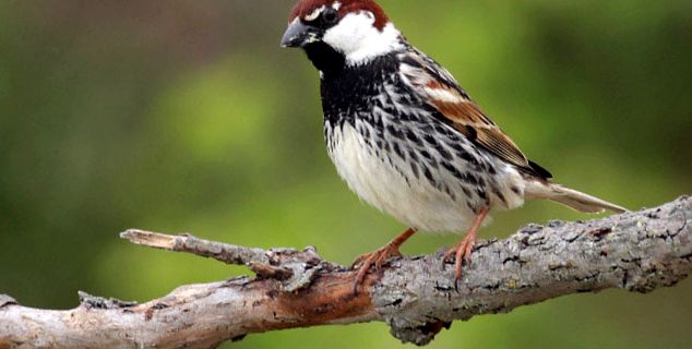 Aceste vrăbii neobișnuite Sparrow Passer