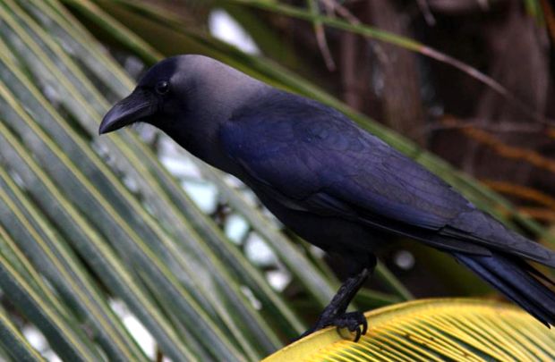 Enciclopedia animalelor Ravens cioară