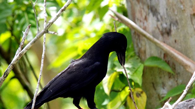 Enciclopedia animalelor Ravens corb corvus