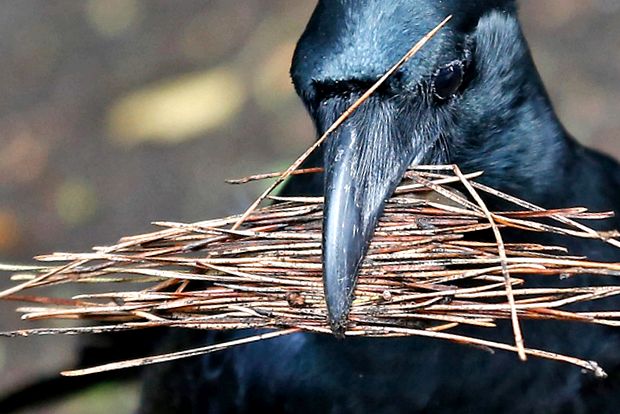 Enciclopedia animalelor Ravens cioară