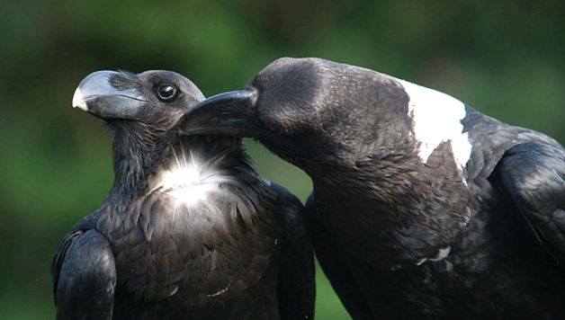Enciclopedia animalelor Ravens aceste păsări