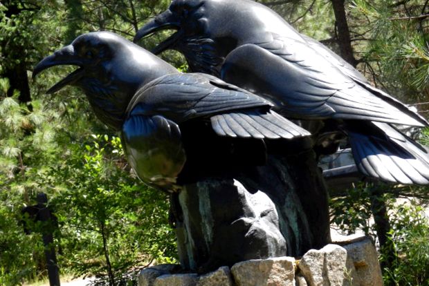 Enciclopedia animalelor Ravens corb corvus
