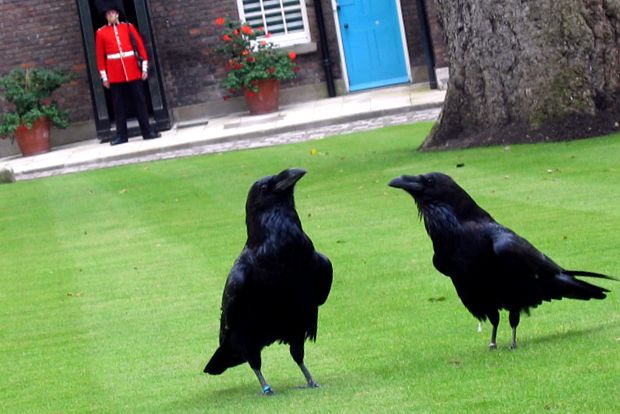 Enciclopedia animalelor Ravens animal