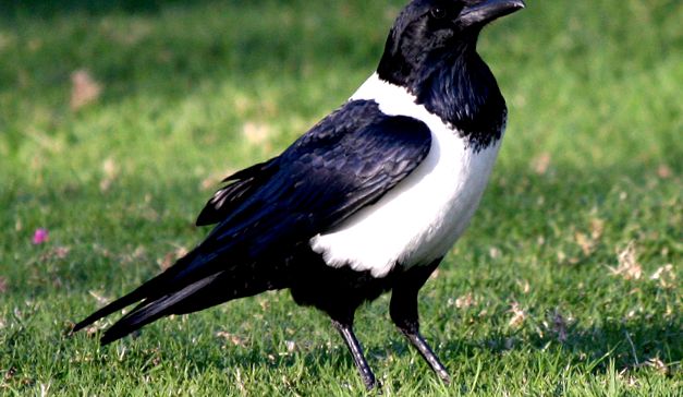 Enciclopedia animalelor Ravens enciclopedie