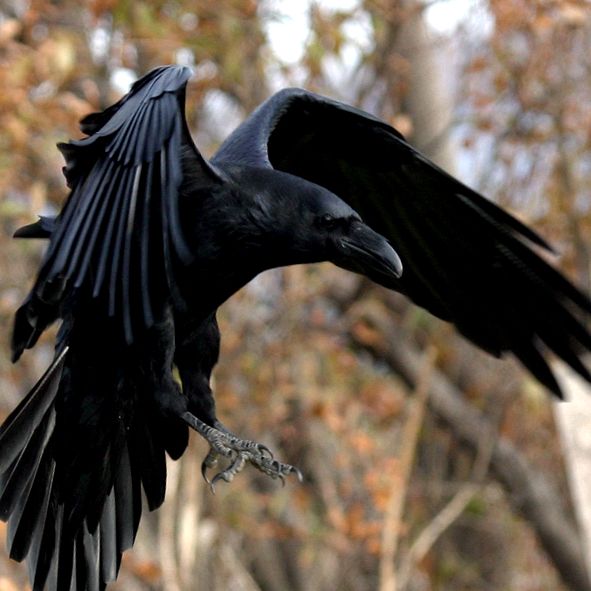Enciclopedia animalelor Ravens aceste păsări