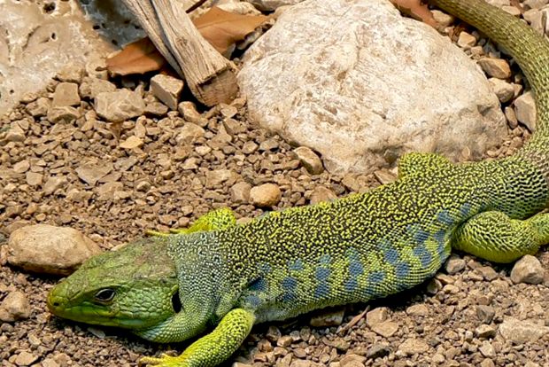Șopârlă Enciclopedia Animalelor enciclopedie
