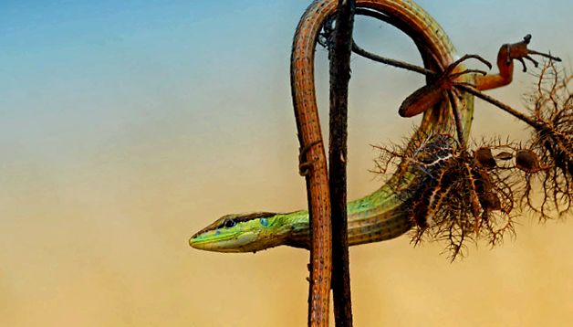 Șopârlă Enciclopedia Animalelor soparla Lacerta