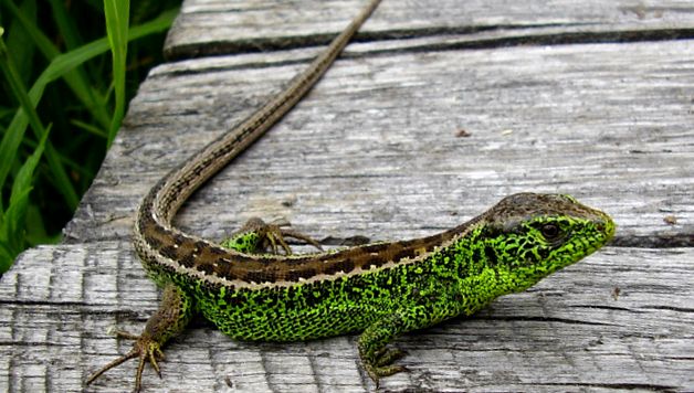Șopârlă Enciclopedia Animalelor specia poate