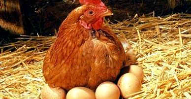 Indicatori de calitate a ouălor Enciclopedia animalelor index