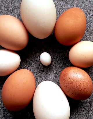 Indicatori de calitate a ouălor Enciclopedia animalelor enciclopedie