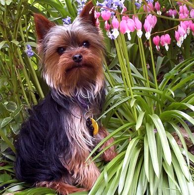 Yorkshire Terrier este cel mai mic câine din lume Yorkshire