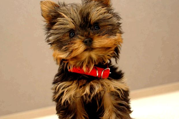 Yorkshire Terrier este cel mai mic câine din lume mic