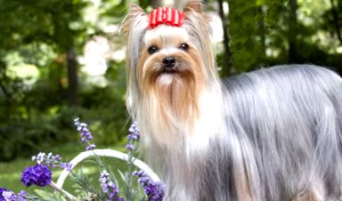 Yorkshire Terrier este cel mai mic câine din lume Yorkshire