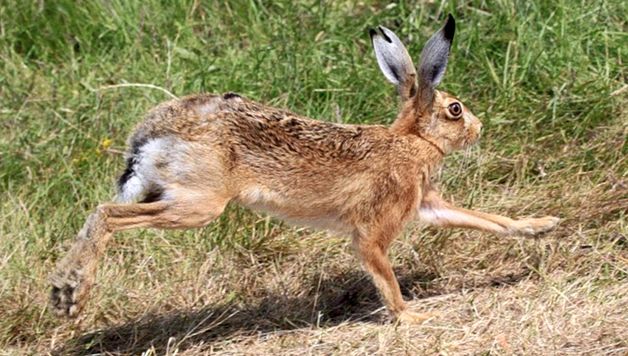 Enciclopedia Animalelor Iepure tipuri de iepuri de câmp
