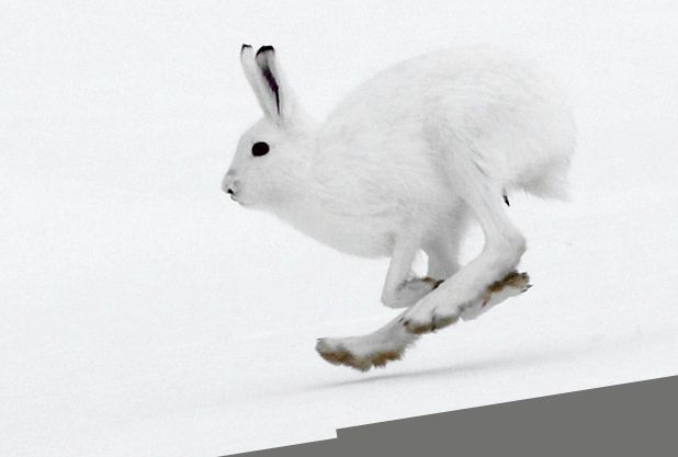 Enciclopedia Animalelor Iepure iepure de câmp