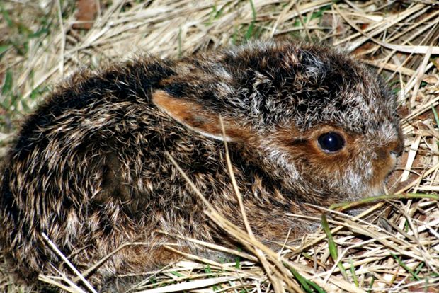 Enciclopedia Animalelor Iepure animal