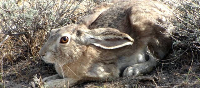 Enciclopedia Animalelor Iepure iepure de câmp