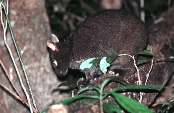 Enciclopedia Animalelor Iepure enciclopedie
