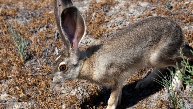 Enciclopedia Animalelor Iepure iepure de câmp