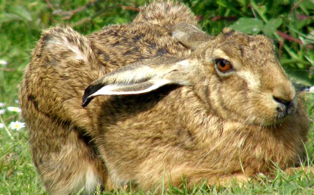Enciclopedia Animalelor Iepure tipuri de iepuri de câmp