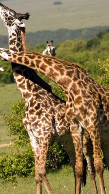 Rezervația de joc Masai Mara Râul Mara