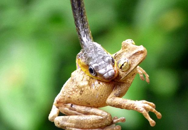 Șerpi Enciclopedia Animalelor animal