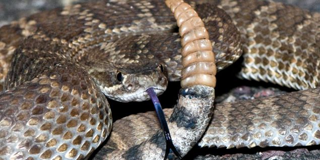 Șerpi Enciclopedia Animalelor enciclopedie