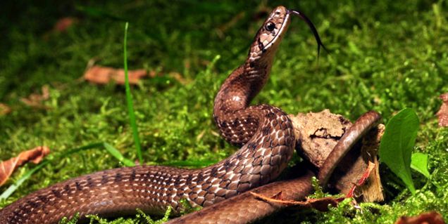 Șerpi Enciclopedia Animalelor enciclopedie
