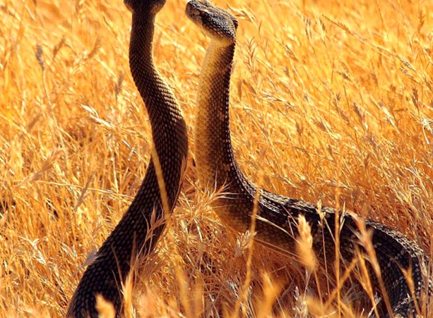 Șerpi Enciclopedia Animalelor enciclopedie