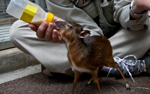 Zoo San Diego - tehnologie de ultimă oră pentru natură Grădina Zoologică din San Diego