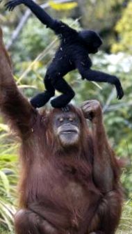 Zoo San Diego - tehnologie de ultimă oră pentru natură Grădina Zoologică din San Diego