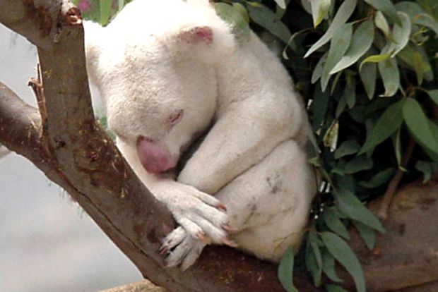 Zoo San Diego - tehnologie de ultimă oră pentru natură serviciu