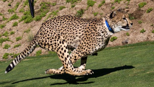 Zoo San Diego - tehnologie de ultimă oră pentru natură serviciu