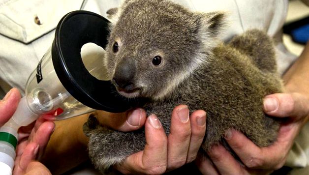 Zoo San Diego - tehnologie de ultimă oră pentru natură serviciu