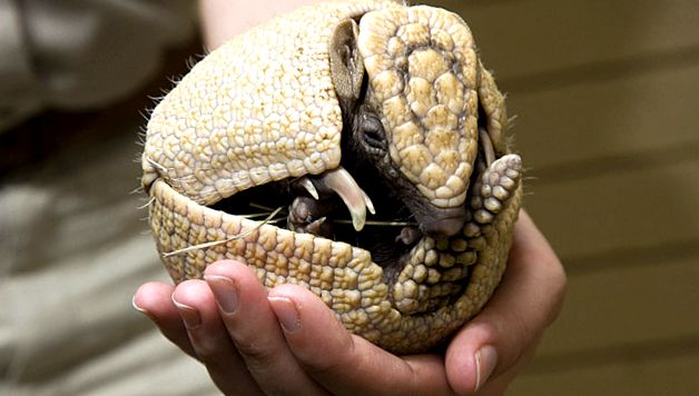 Zoo San Diego - tehnologie de ultimă oră pentru natură Grădina Zoologică din San Diego