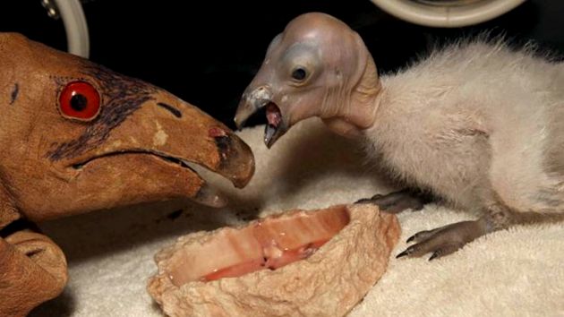Zoo San Diego - tehnologie de ultimă oră pentru natură grădină zoologică