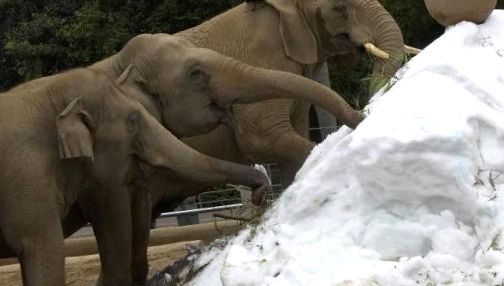 Zoo San Diego - tehnologie de ultimă oră pentru natură prima linie